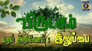 விருட்சம் | மரம் அறிவோம் : இலுப்பை | 21 - 04 - 2019