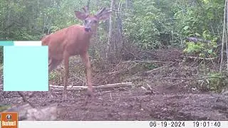 BI trail camera Timberwolf KAT who pees