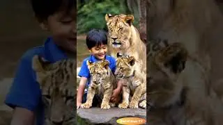 A kid playing with lion cubs in fromt of their mom #cute #zoo #lioncubs #lioness
