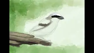 Bird Whisperer April Brown Shrike Timelapse Full #birdwhisperer #wildlifeart #birds #art #digitalart