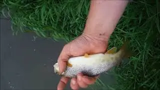 Dane County Trout Fishing Challenge Episode 23 Moen Creek