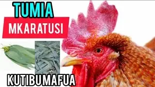 Tumia Majani Ya Mkaratusi Kutibu Mafua kwa Kuku/Use eucalyptus leaves to treat respiratory Diseases.
