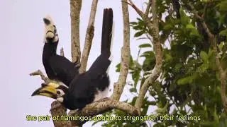 Hornbill The Monogamous Bird of the Wild ! Animal Tales