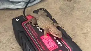Electric Lizard charging up... feeling the heat