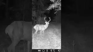 Bullis #latvija #trailcamera #forest #animals #wildlife #wildanimals #hunting #deer #reddeer