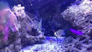 Feeding Nutramar Ova to Multibar Angelfish and Janss' Pipefish