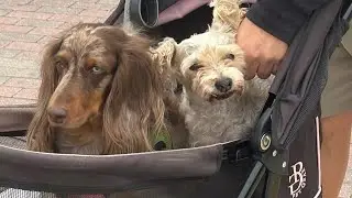 Pixie last stroll through Baldwin park. She has to be put down 1/32026. 
