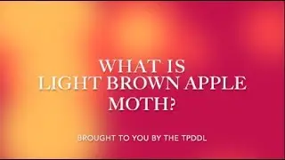 WHAT Wednesday: Light Brown Apple Moth