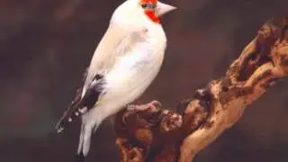 yali ma3raftoulouche kimto hadak almaknine