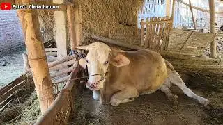 Sapi Betina induk yg besar mau melahirkan#cintahewan#peternaksejahtera#belajarternak#sapijumbo
