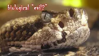 Natural Evil: Why did God make harmful things?