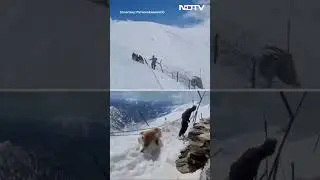 Indian Army News | Indian Army Rescues Baby Bear In Siachen, Heartwarming Video Melts Hearts Online