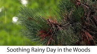 Sleep, Study or Focus with Rain Sounds in The Woods White Noise | 3 Hours