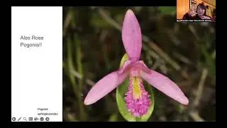 October Orchid Chat NENOS