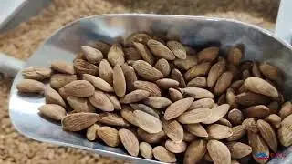 EKO 1500 Almond Salting & Roasting Process - Nuts Roasting Line