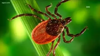 Longhorned Tick Found In New York State