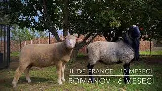 Il de france vs Romanov - mladi ovnovi! Romanov Serbia!