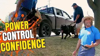 Personal Protection Dog Training: Control, Power & Real-Life Scenarios