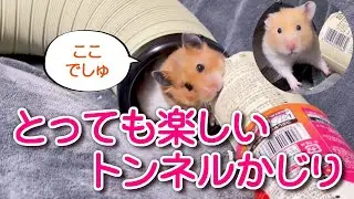 ＃1084 とっても楽しいトンネルかじり