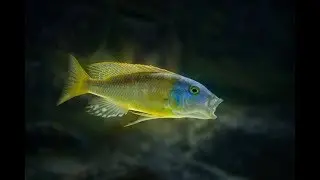 600 gallon Malawi predator tank