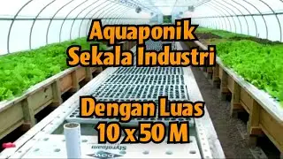Aquaponik Skala Industri 10x50m #sistemaquaponik #hidroponik #sistemhidroponik #tutorialhidroponik