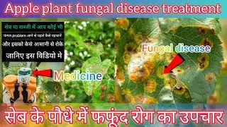 apple plant fungal disease treatment|&bull;| सेब के पौधे में फफूंद जनित रोग का उपचार