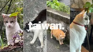 solo travel in taiwan | cat village, food tour, buying souvenirs, itinerary ⛰️