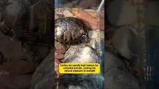 Turtle Basking Lamp