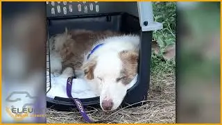 Puppy Basics - Crate Training