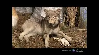 Alpen wildpark Feld am See Lageplan in &Ouml;sterreich 🇦🇹