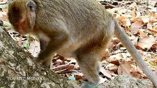 Update, Video before Maria giving birth, Pity for monkey Maria,Now Maria get an adorable baby monkey