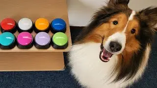 アピール対象を使い分けるシェルティ【会話ボタンでしゃべる犬】