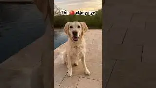 🍎You are my sweetie pie. #appleofmyeye #dog #goldenretriever #pets #cute #shorts #fyp #love #puppy
