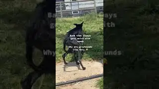 Greyhounds are pretty strange dogs 🐅🐅