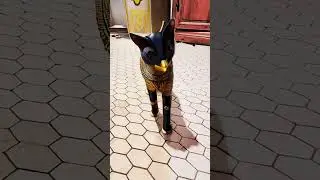 A Cat Transformation: From Feline to Ancient Egyptian Deity#CatTransformation