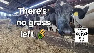 Feeding cows in July!