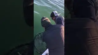 Crabbing in the Bay #fyp #crabbing #bayarea # #fishing #viral #crabs