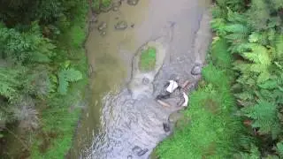 NZ Pig Hunting Drone footage stretch out