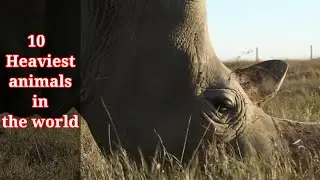 10 heaviest animals in the world