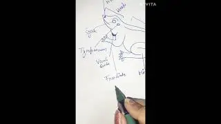 External morphology of 🐸 frog