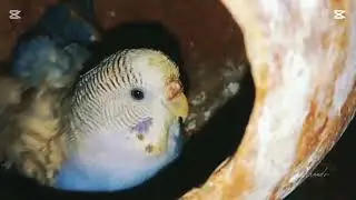 মা পাখির আদরে নতুন জীবন 🐣 | Egg Incubation #bird #budgies 