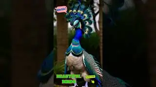 #🐣nice birds🐦 #ytshorts🦅#birds🦜#creator razia🕊️