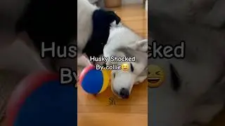 Wolfy the Husky Got Shocked by a Sneaky Collie! 😂  #huskylife #siberianhusky #huskydog #husky