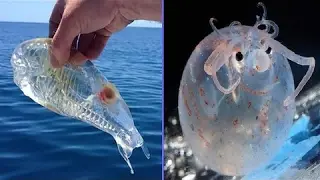 Transparent Animals That Are Hard To Believe Actually Exist [Mr Ghist]