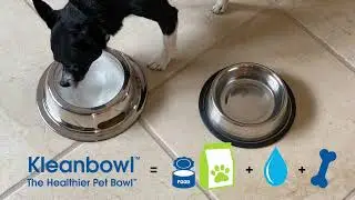 The Kinn Kleanbowl: How to Keep Your Pet's Food Clean and Healthy