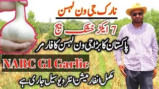 Narc G1 Garlic Farming Sargodha 2022 / harvesting G1 Garlic / Narc G1 Garlic Seeds Price 2022
