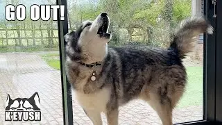 Husky SHOUTS at Us Until We Leave The Holiday House!