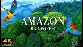 Amazon Rainforest🌿  4k | The World&rsquo;s Largest Tropical Jungle | Relaxing Natural Sounds