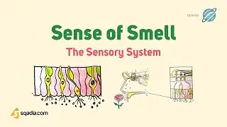 The Sensory System Physiology | Sense of Smell | CNS Anatomical Pathways