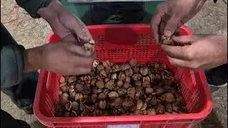 Walnut Cracker